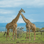 New Research Confirms there are Four Species of Giraffes