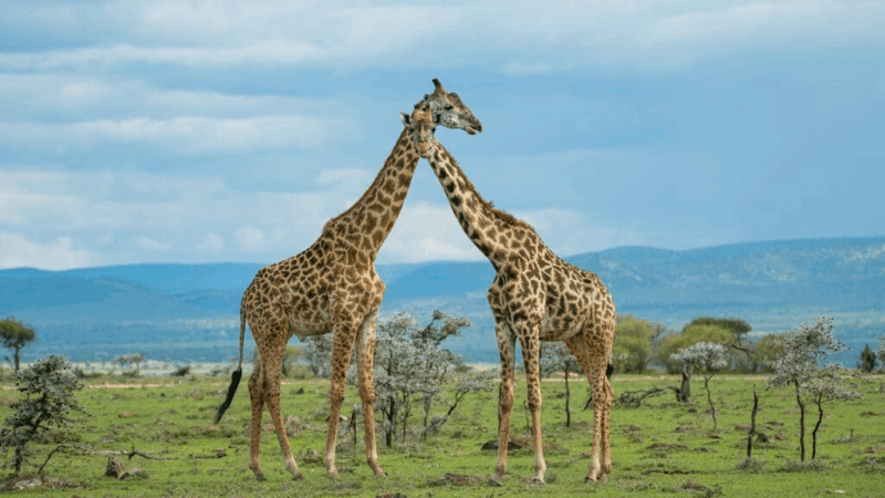 New Research Confirms there are Four Species of Giraffes