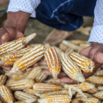 High Court Rules Farmers Can Freely Save and Share Seeds