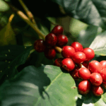 EU Deforestation Law Set to Transform Coffee Farming and Trade