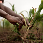 Climate Change Deepening Kenya’s Hunger Crisis and Testing Resilience