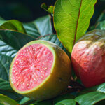 Rediscovering the Power of Guava Leaves for a Healthier Gut