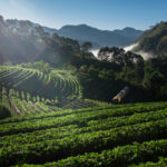 UN Report Warns 90% of Coffee Prime Lands in Kenya Could Vanish by 2050