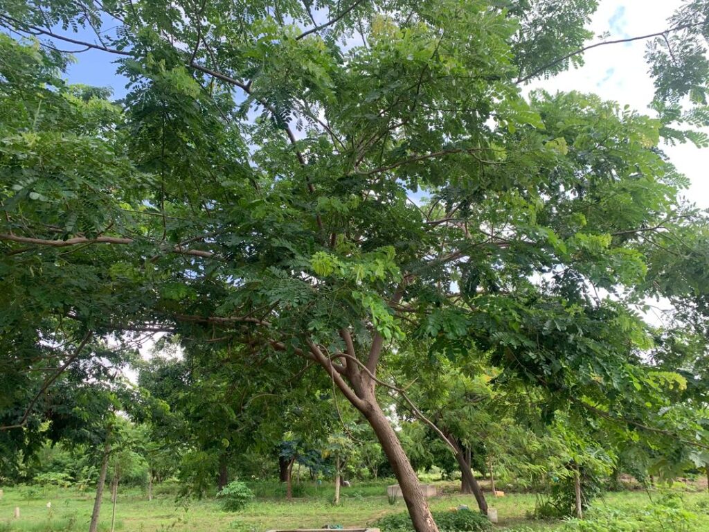 Burkina Faso Women Farmers Revive the Land with Fertilizer Trees