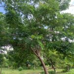 Burkina Faso Women Farmers Revive the Land with Fertilizer Trees