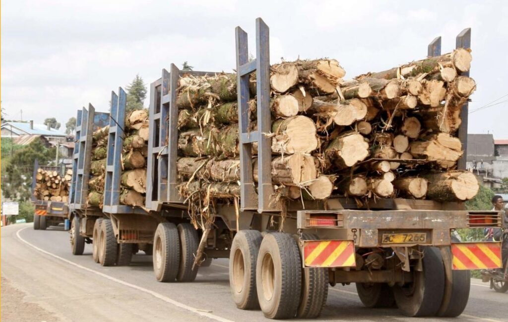 Can Kenya Balance Forest Use and Conservation in the Age of Mass Timber