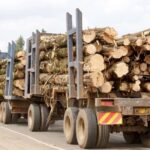 Can Kenya Balance Forest Use and Conservation in the Age of Mass Timber