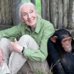 Renowned Primatologist Jane Goodall Dies Aged 91