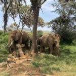 Mapping Hope for Kenya’s Elephants Through Community Conservation