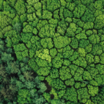 COP29 Agrees International Carbon Market Standards