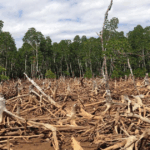 Global Deforestation Slows Down