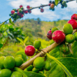 How Demand for Coffee is Fueling Deforestation Across Continents