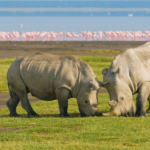 Kenya Wildlife Act 2025 Empowers Communities and Strengthens Conservation