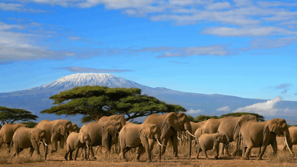 Encroachment Leading to Human-Wildlife Conflict In Kenya