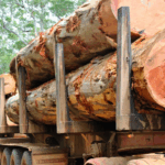 Ruto’s Logging U-Turn Erases Kenya’s Gains Against Deforestation