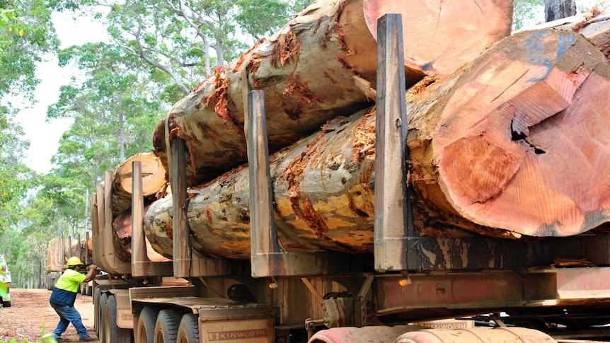 Ruto’s Logging U-Turn Erases Kenya’s Gains Against Deforestation