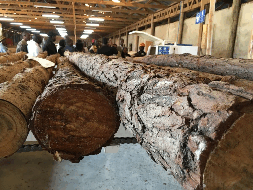 Green Groups Slam Ruto’s Move to Lift Logging Ban in Mau Forest