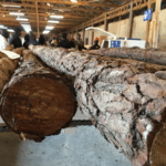 Green Groups Slam Ruto’s Move to Lift Logging Ban in Mau Forest