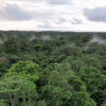 Gabon Signs Landmark Forest Pact as Africa Adopts PFP Model