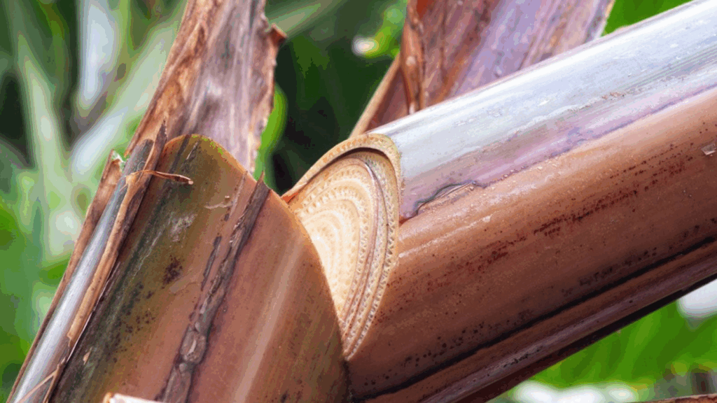 Going Bananas, Turning Waste into Carbon-Saving Innovation