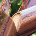 Going Bananas, Turning Waste into Carbon-Saving Innovation