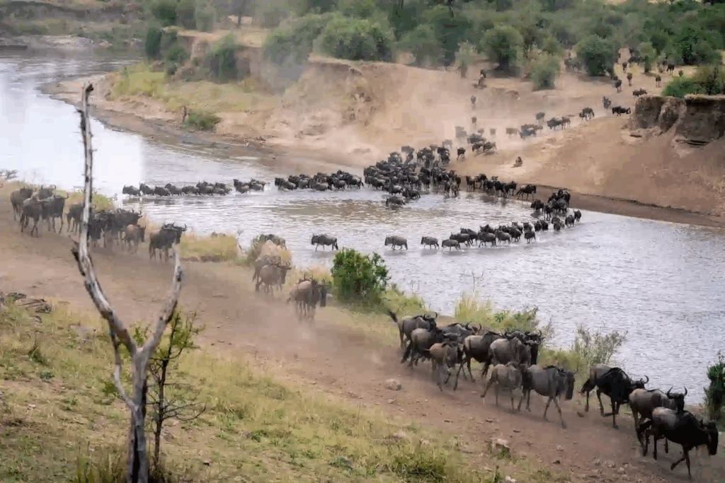 Mara Showdown Climate Camps and Conservation