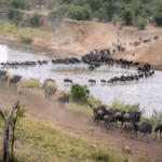 Mara Showdown Climate Camps and Conservation