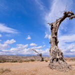 NDMA Sounds Alarm of Hunger as Drought Deepens