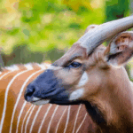 Hope for Kenya’s Mountain Bongo