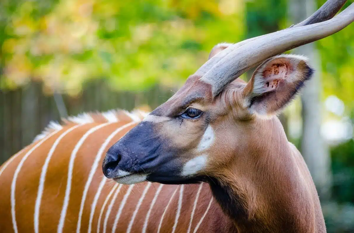 Hope for Kenya’s Mountain Bongo