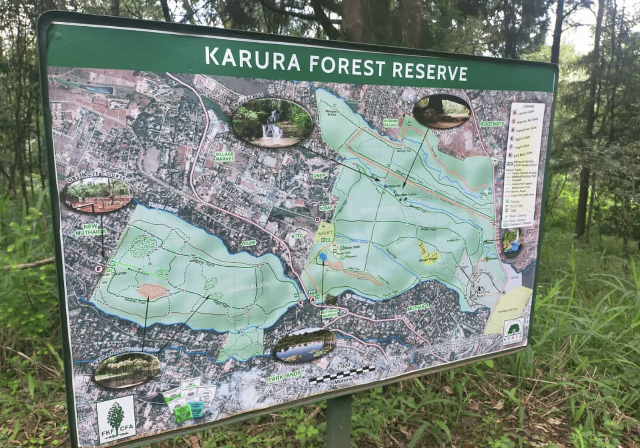 Karura Forest Crisis Resolved as Joint Management Restored