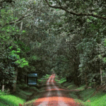 Forests Could Be the Key to Saving Global Agriculture