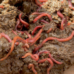How Redworm Farming Is Reviving Africa’s Depleted Soils