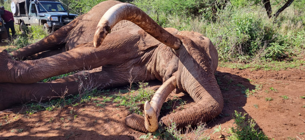Craig the Super Tusker A Farewell to Amboseli’s Gentle Giant