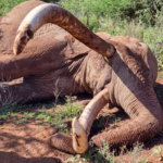 Craig the Super Tusker A Farewell to Amboseli’s Gentle Giant
