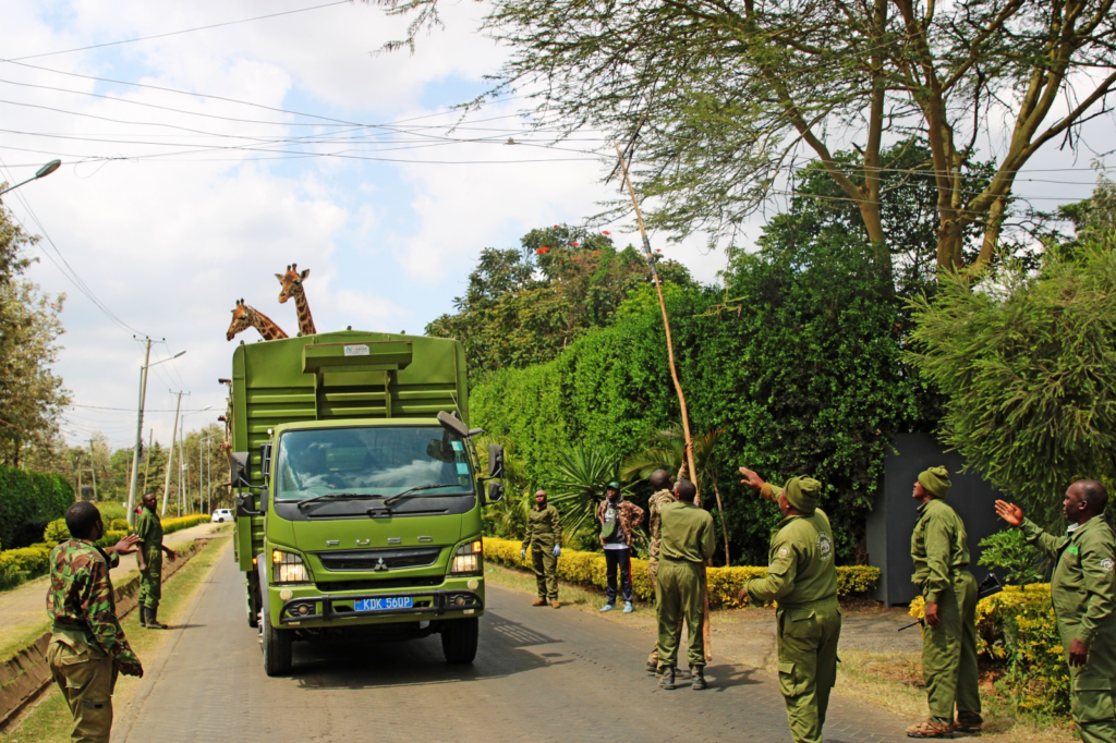 Genetic Rescue for Kenya’s Rothschild Giraffes