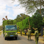 Genetic Rescue for Kenya’s Rothschild Giraffes