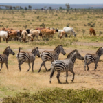 Cattle Grazing Forces Kenya’s Lions to Retreat, Study Finds