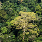 Africa’s Forests Now Emitting More Carbon Than They Absorb