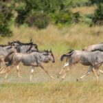 Kenya Wildebeest Migration Decline in the Greater Mara