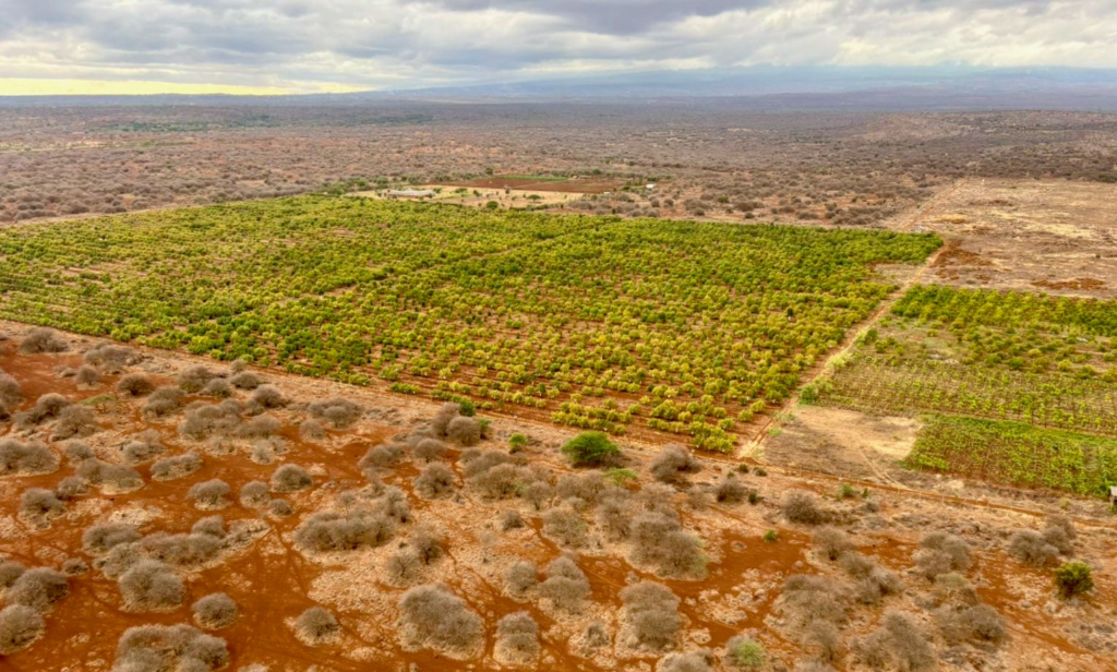 Amboseli Avocado Farm Loses Supreme Court Battle