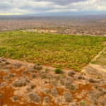 Amboseli Avocado Farm Loses Supreme Court Battle