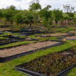 Mau Forest Complex Restoration Gathers Pace as 1.2 Million Seedlings Planted