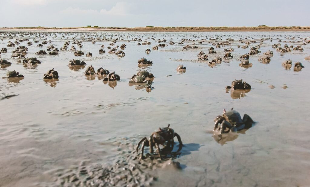 Women Restore Jomvu Creek Through Sustainable Crab Farming