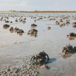 Women Restore Jomvu Creek Through Sustainable Crab Farming