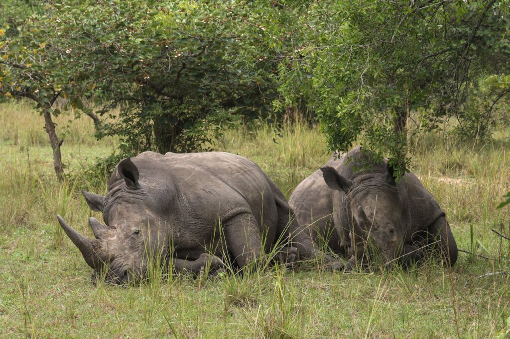 Africa’s Wildlife Renaissance A New Dawn
