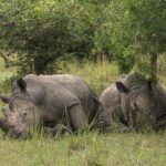 Africa’s Wildlife Renaissance A New Dawn