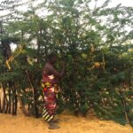 Kenya Launches 10-Year Strategy to Reclaim Land from Toxic Mathenge Weed