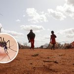 Global Warming Tightens Grip on Human Health as Heat and Disease Risks Surge