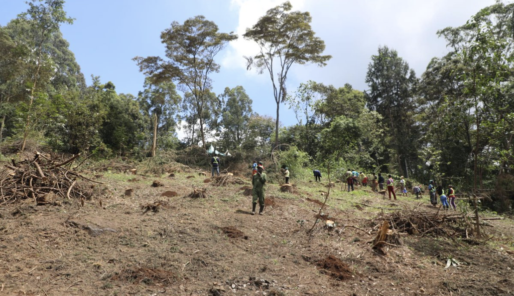 Red Flags Over Karura Forest Tree Clearing and Government Explanations